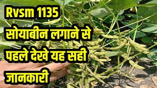 Rvs 1135 soybean ki sahi jankari  1135 soybean kaisi hai  Rvsm 1135 सोयाबीन किस्म की खेती [upl. by Jill]