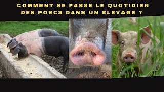 COMMENT SE PASSE LE QUOTIDIEN DES PORCS DANS UN ELEVAGE [upl. by Maffei]