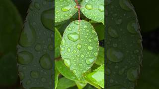 Goedemiddag Renesse 💦💚 shorts nature meditation [upl. by Benioff]