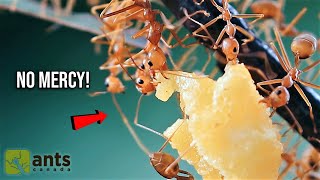 Feeding a Colony of WEAVER ANTS Egg Rice Superworm [upl. by Frankel593]