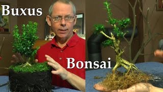 Buxus Buchsbaum Boxwood make a new Bonsai Teil 4 [upl. by Eidas]