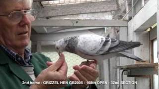 RACING PIGEONS LONG DISTANCE 02 [upl. by Ijies]