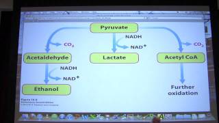 22 Biochemistry Glycolysis II Lecture for Kevin Aherns BB 450550 [upl. by Eissert]