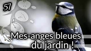 Ep57 mesanges bleues du jardin  oiseaux  nature [upl. by Arodasi]