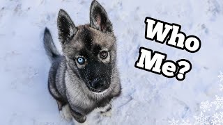 The Story of Eleanor the Husky Puppy [upl. by Remy]