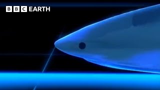 How Intelligent Are Sharks  BBC Earth [upl. by Llenrod2]