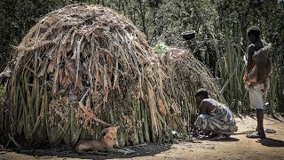 Hadzabe Hut Building  Amazing Traditional House from Natural Materials [upl. by Miahc]