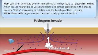 Inflammatory Response [upl. by Allemac]
