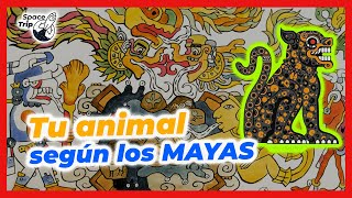 TU ANIMAL SEGÚN EL CALENDARIO MAYA [upl. by Yleen990]