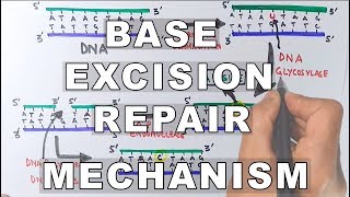 Base Excision Repair  DNA Repair Mechanism [upl. by Oettam533]