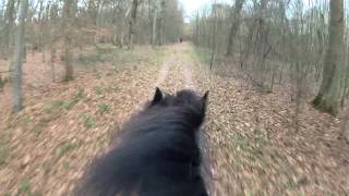 Pferd  Friese  rennt im Galopp durch Wald mit GOPRO [upl. by Romanas]