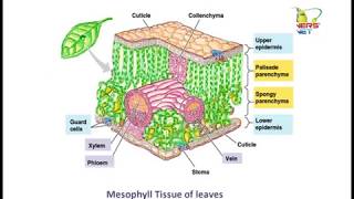 CBSE class 9 Biology Tissues TS 4 [upl. by Hseham]