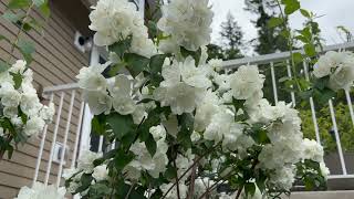 Mock Orange in Bloom Peonies still going strong Hosta is 7 feet wide [upl. by Schonfeld]