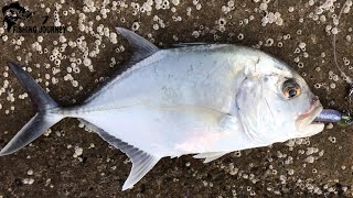 Jetty Fishing In Kattupalli With Shimano Squidgies 4quot [upl. by Aicenat]