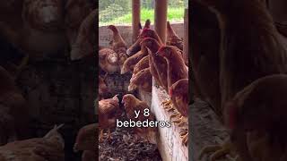 ¡500 Gallinas Ponedoras Esto es lo que necesitas 🧐 [upl. by Hope]