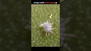 watch this before eating  cochineal beetle  shorts facts [upl. by Daniella]