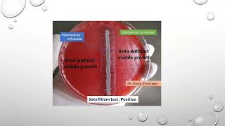 محاضره bacteria Hamophilusدهناء لتدريس الميكروبيولوجي الطبية والمناعه [upl. by Annaet34]