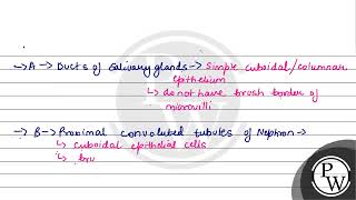 Cuboidal epithelium with brush border of microvilli is found in [upl. by Llerraj]