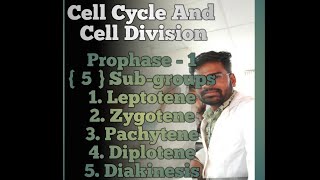 Meiosis 1  Prophase1  Leptotene  Zygotene  Pachytene  Diplotene  Diakinesis [upl. by Fenwick338]