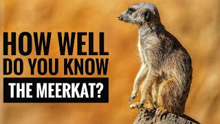 Meerkat  Description Characteristics and Facts [upl. by Gerlac]