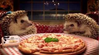 Lactofree TV Commercial  Hedgehogs trained by AZ Animals [upl. by Wertheimer210]