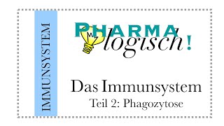 Das Immunsystem  die Phagozytose [upl. by Seidel]