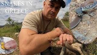 ЗА ЗМИИ В ГЪРЦИЯ 🐍🐢🐸🇬🇷HERPING IN NORTH GREECE [upl. by Eillit]