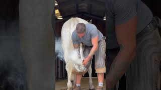 Farrier shoeing a horse farrier asmr equestrian horsecare farrierlife satisfying [upl. by Domini57]