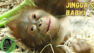 YouTube Sensation Orangutan Has Cutest Ever Baby [upl. by Ally243]