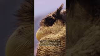 The Mysterious Life of Owls facts nature wildlife [upl. by Perreault356]