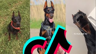 The Baddest Doberman TikTok Compilation  Dogs Of TikTok [upl. by Gladis115]