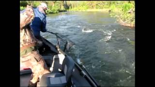 Icicle River Spring Chinook [upl. by Alial]