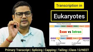 Transcription in eukaryotes  Class 12NEET by Pashupati Sir ‎biharibiology [upl. by Enaz410]