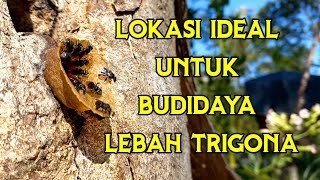 lokasi ideal untuk budidaya lebah trigona bee honey lebah kelulut [upl. by Virgel]