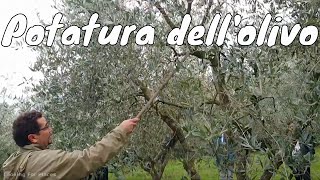 Corso di potatura dellolivo teoria pratica trucchi ed errori da evitare [upl. by Eirotal]