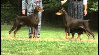 Doberman Pinscher  AKC Dog Breed Series [upl. by Larok]