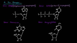 Naming Nucleotides and Nucleosides [upl. by Kriste]