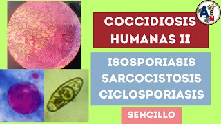 Coccidiosis humanas II  ISOSPORIASIS SARCOCISTOSIS CICLOSPORIASIS  EXPLICACIÓN RESUMIDA [upl. by Ardnic310]