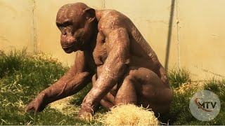 Unveiling the Fascinating World of Hairless Chimpanzees [upl. by Solegnave]