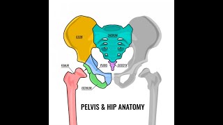 pelvic cavity anatomy [upl. by Blanca]