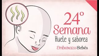 SEMANA 24 de Embarazo  6º Mes  Semana a semana [upl. by Epifano76]