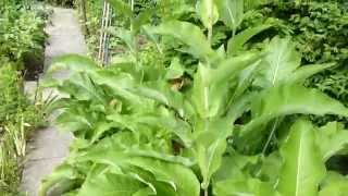 Blühender Alant Inula helenium Botanischer Garten Linz Austria [upl. by Eberto]