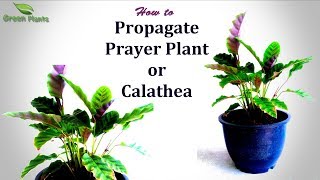 Prayer plant Propagation  How to Propagate Calathea plantGREEN PLANTS [upl. by Idissac735]