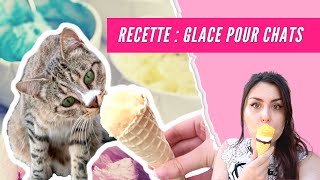 RECETTE  Glace spéciale pour vos chats 🍦😻 avec ou sans sorbetière [upl. by Yesdnil280]