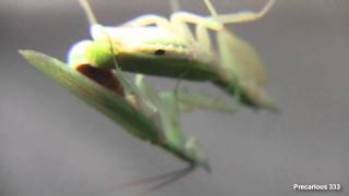 Gambian SpottedEye Flower Mantis  Tapping Mating [upl. by Stanwood]