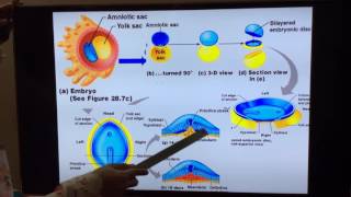 General Embryology  Part III 3rd and 4th week of development by Dr Vijaya [upl. by Pik313]