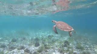 Snorkeling at Tobago Cays [upl. by Kenzie316]