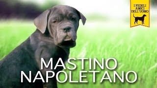 MASTINO NAPOLETANO Trailer Documentario [upl. by Draw197]