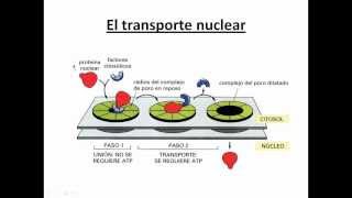 Ayudantía BioCel El núcleo celular 34 Transporte nuclear [upl. by Jewett786]