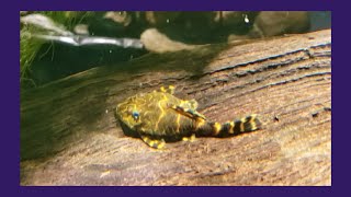 Clown Pleco Makes An Appearance In My 125 [upl. by Stephannie745]